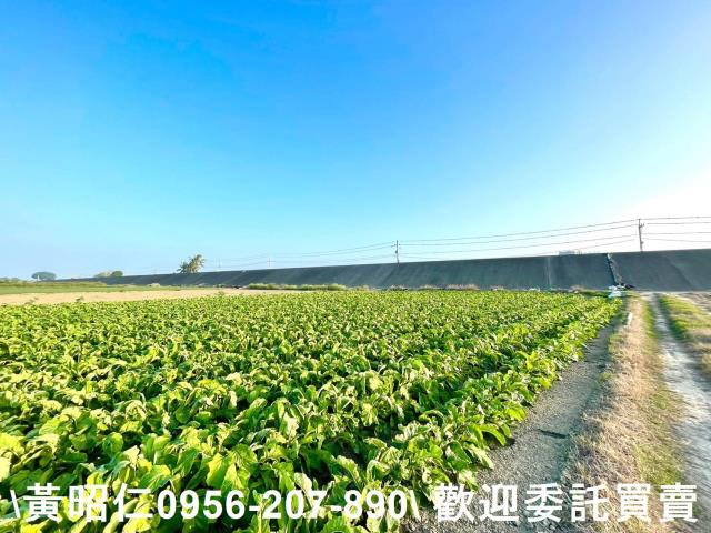 安南農地-8
