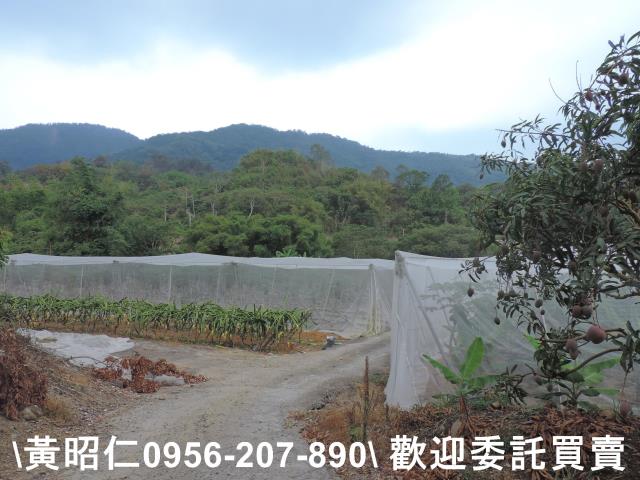 玉井農地-4
