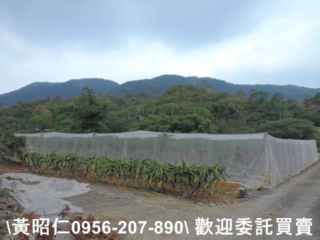 玉井農地-5