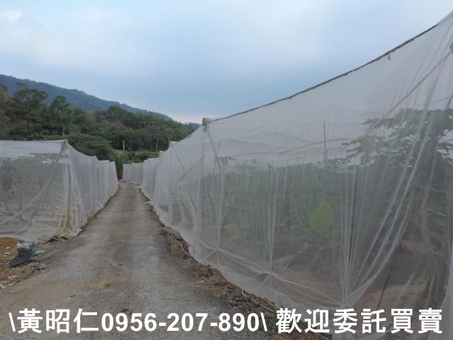 玉井農地-6
