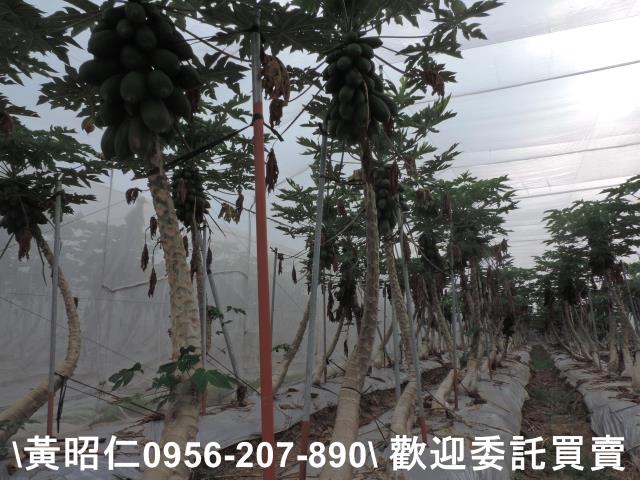 台南農地-2