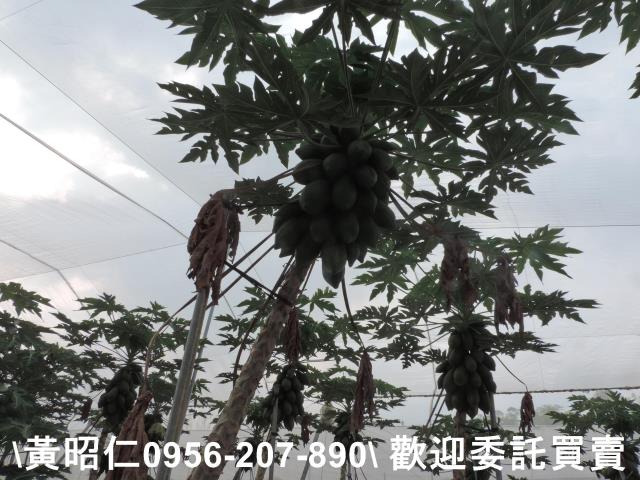 台南農地-3