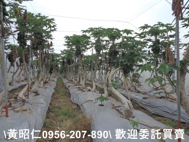 台南農地-4