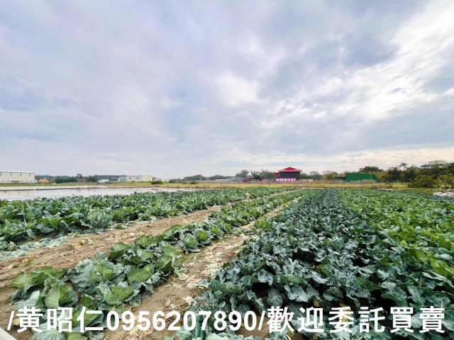歸仁農地-6