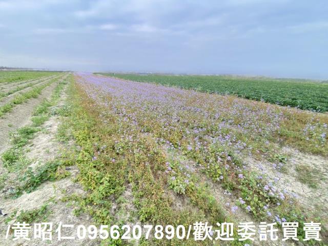 台南新市農地-3