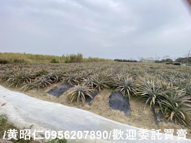 台南新市農地-2