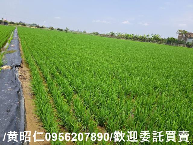 台南白河農地-1