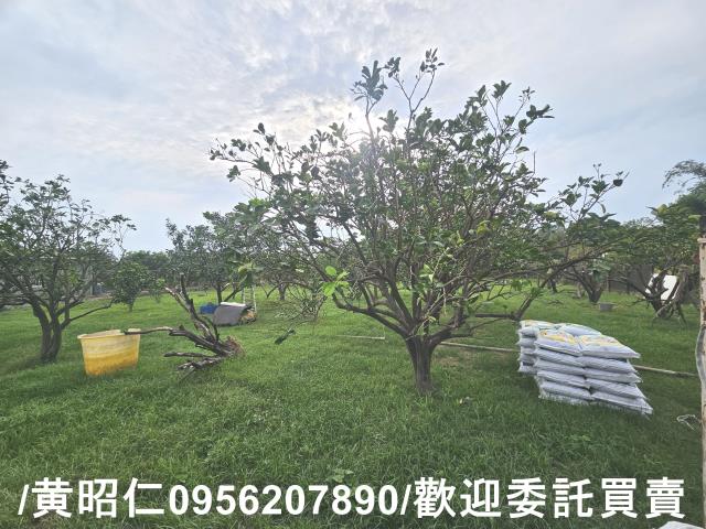 台南麻豆農地-0